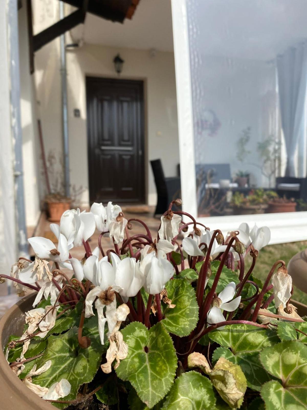 Ferienwohnung Golden House Alexandroupoli Exterior foto